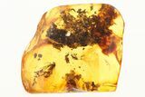 Two Fossil Flies, True Midge, and Plant Debris in Baltic Amber #273206-1